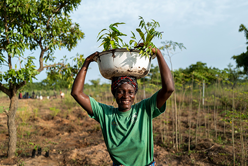 Tree Aid