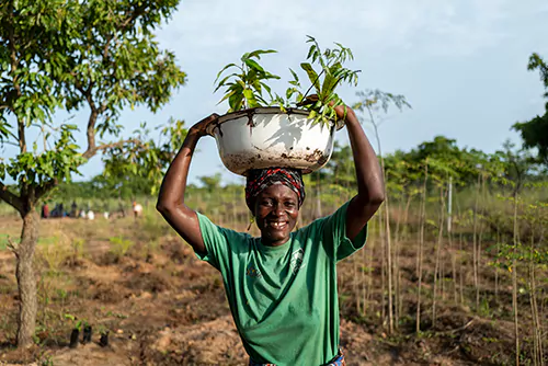 Tree Aid
