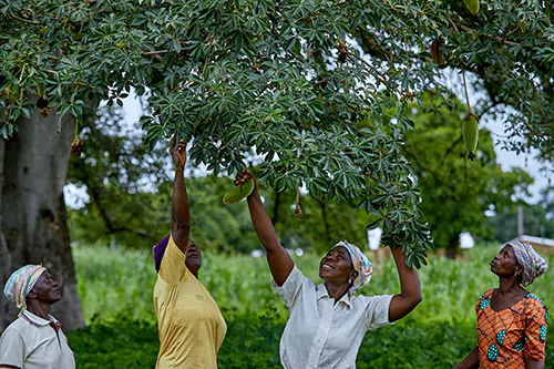 Treeaid3 mobile